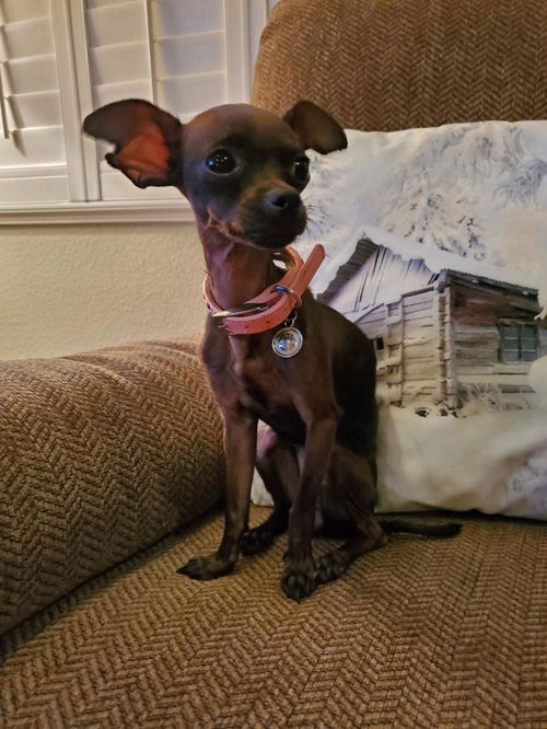 Dobby