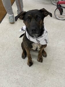 adoptable Dog in Polson, MT named Brandy