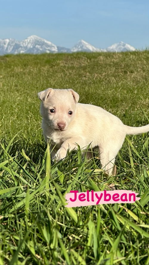 Jellybean