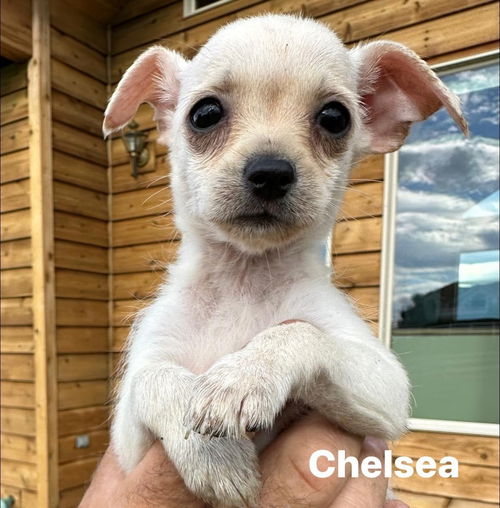 Chelsea