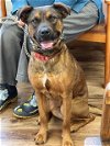 adoptable Dog in  named Ranger