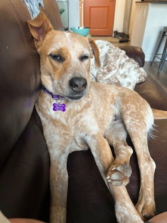 Catahoula Labrador Red Heeler Mix Full Grown Calihula Dog Full
