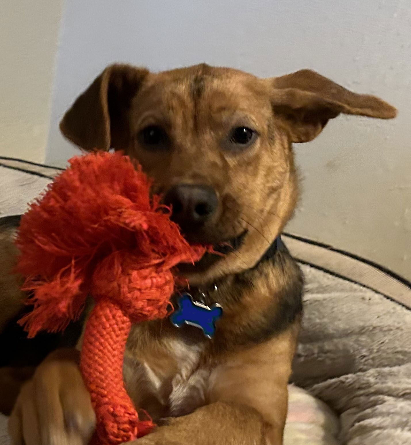 adoptable Dog in Polson, MT named Cherry