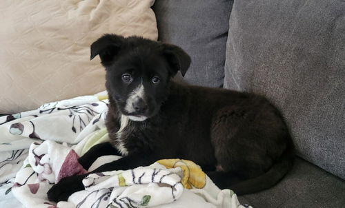 Foster