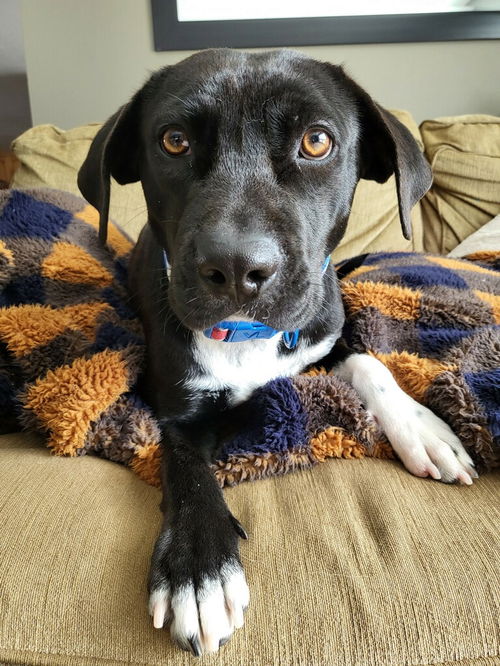 Pepper