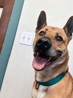 Archer - German Shepherd Dog