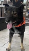 adoptable Dog in , MT named Bear
