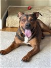 adoptable Dog in , MT named Bosco