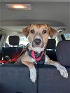 adoptable Dog in , MT named Sparrow