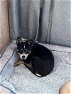 adoptable Dog in polson, MT named Patrick