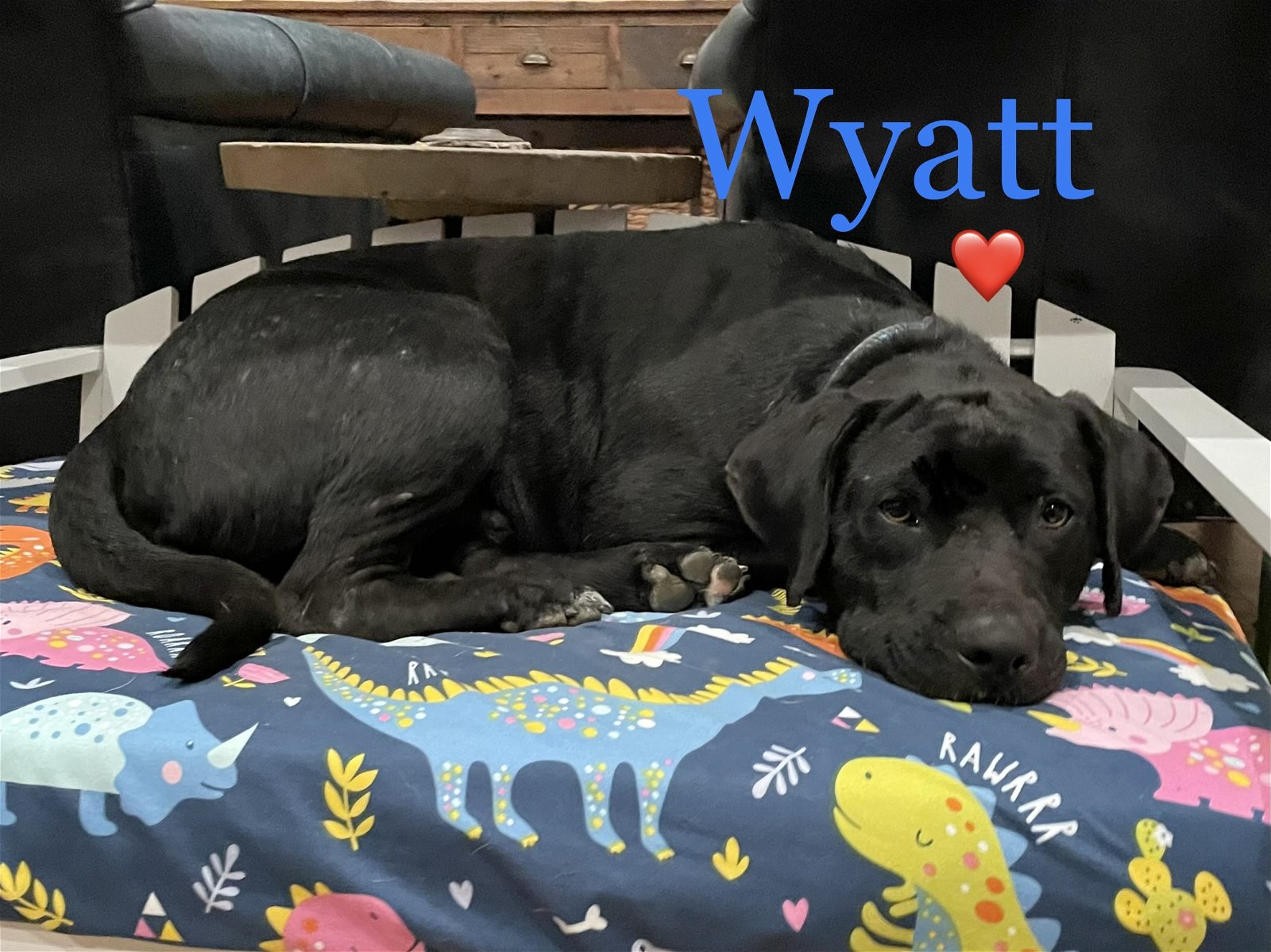 adoptable Dog in Polson, MT named Wyatt