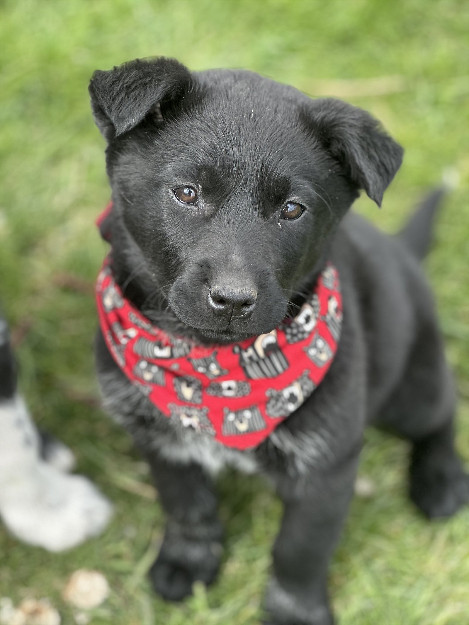 adoptable Dog in Polson, MT named Nova