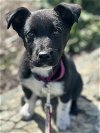 adoptable Dog in , MT named Journey