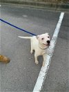 adoptable Dog in , MT named Nala