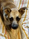 adoptable Dog in polson, MT named Winnie
