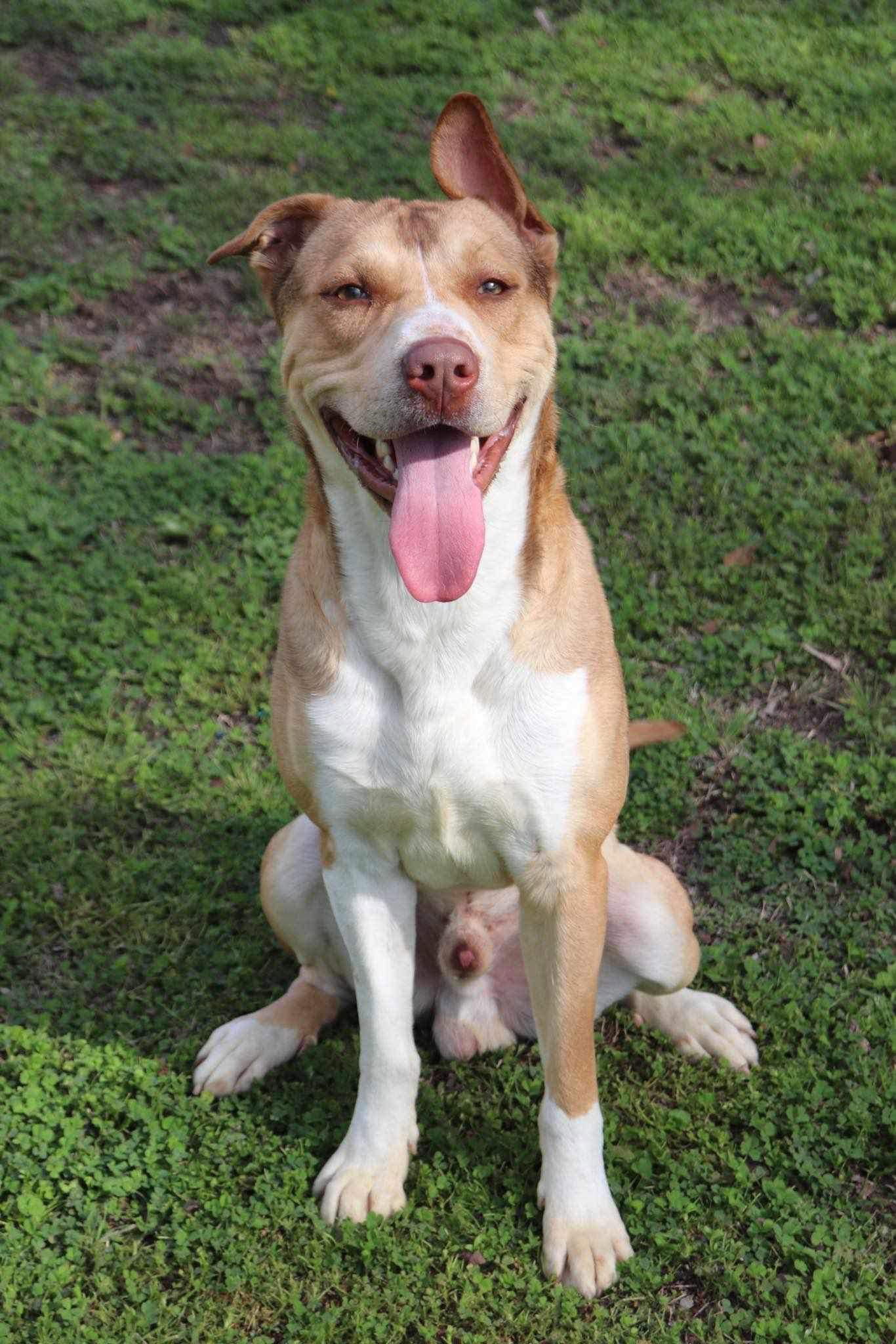 adoptable Dog in Polson, MT named Zeus