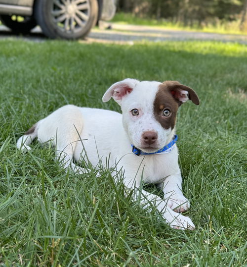 Mellie