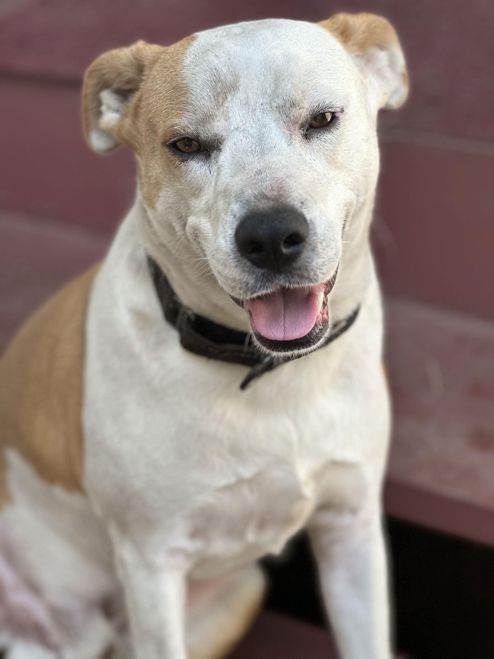 adoptable Dog in Polson, MT named Gucci