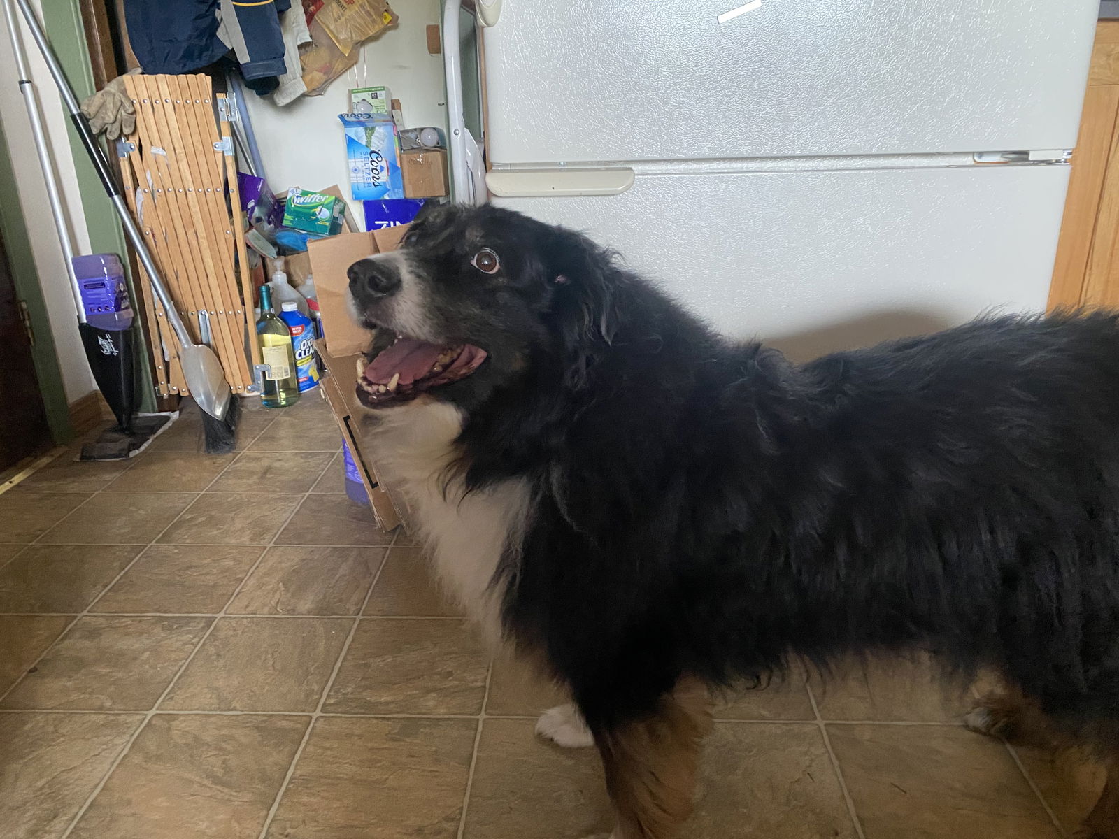 adoptable Dog in Polson, MT named Bodee