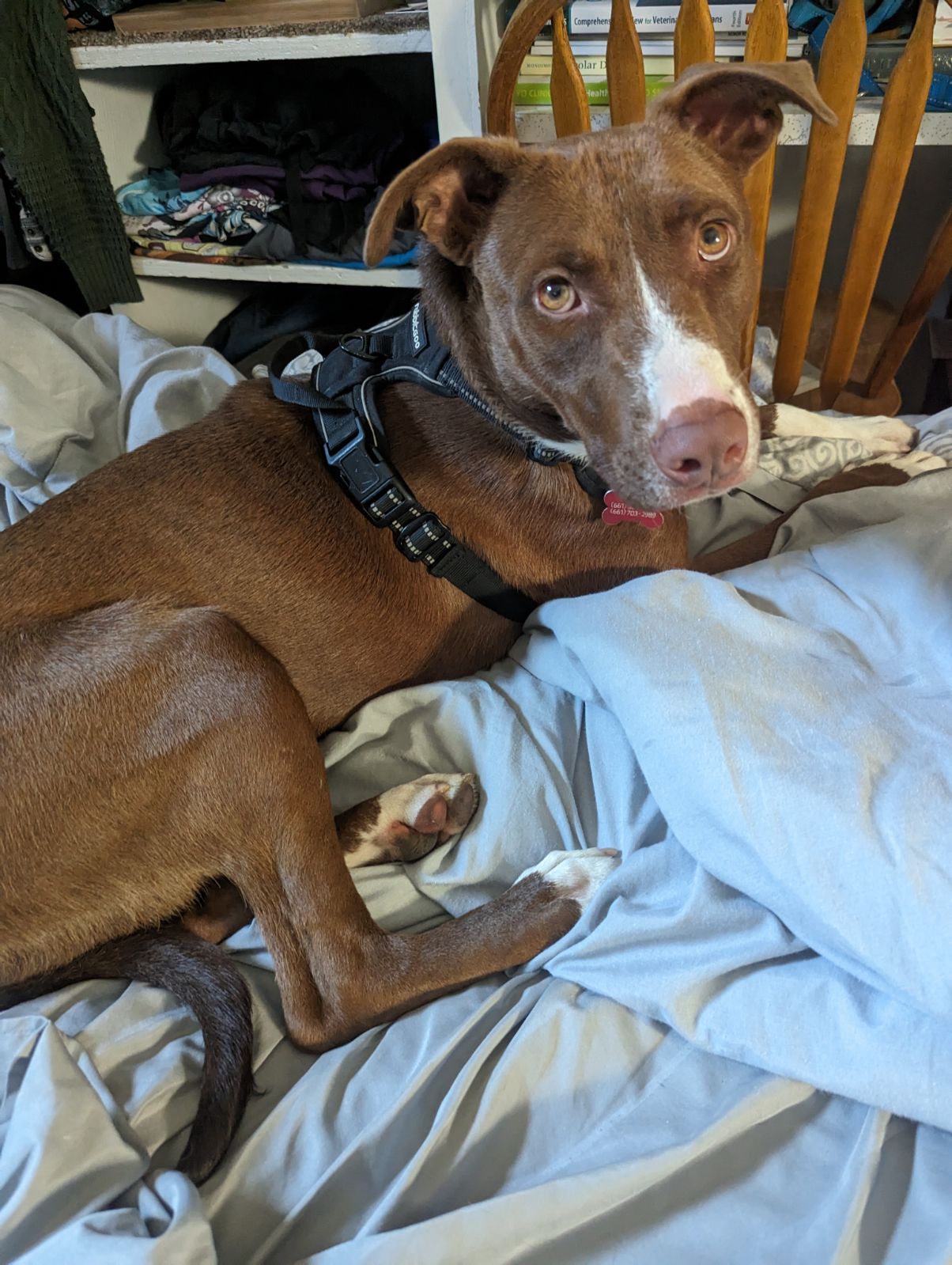 adoptable Dog in Polson, MT named Abby Lee Miller