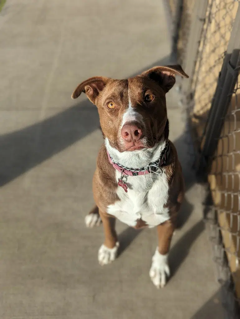 Abby Lee Miller - Labrador Retriever