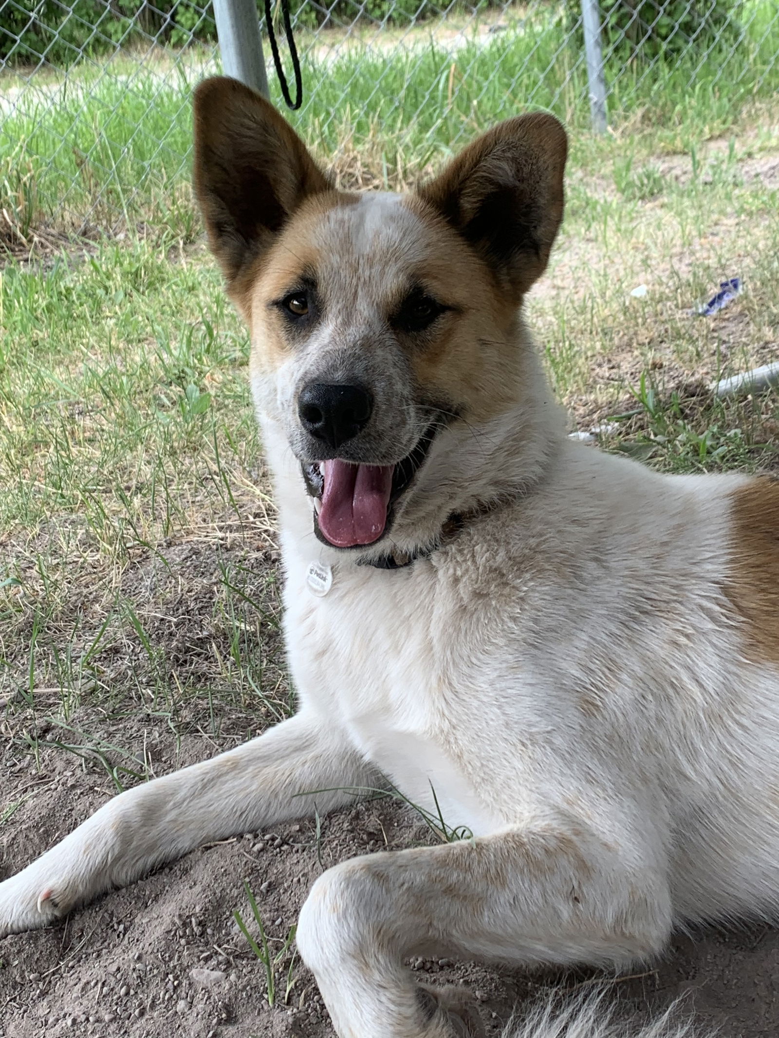 adoptable Dog in Polson, MT named Sage