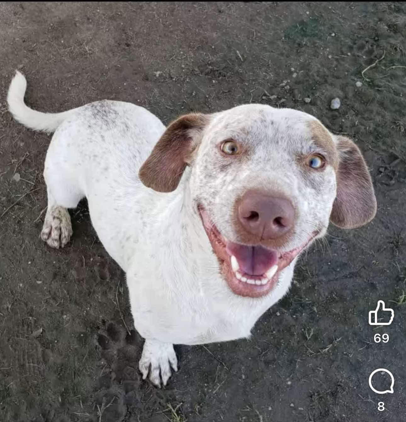 adoptable Dog in Polson, MT named Scrappy