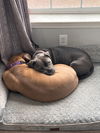 Biscuit