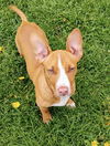 Rolo