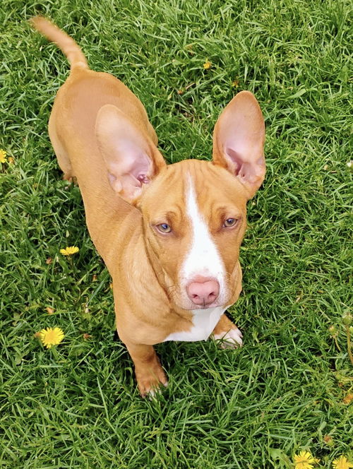 Rolo