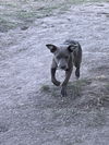 Trixie