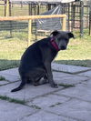 Trixie