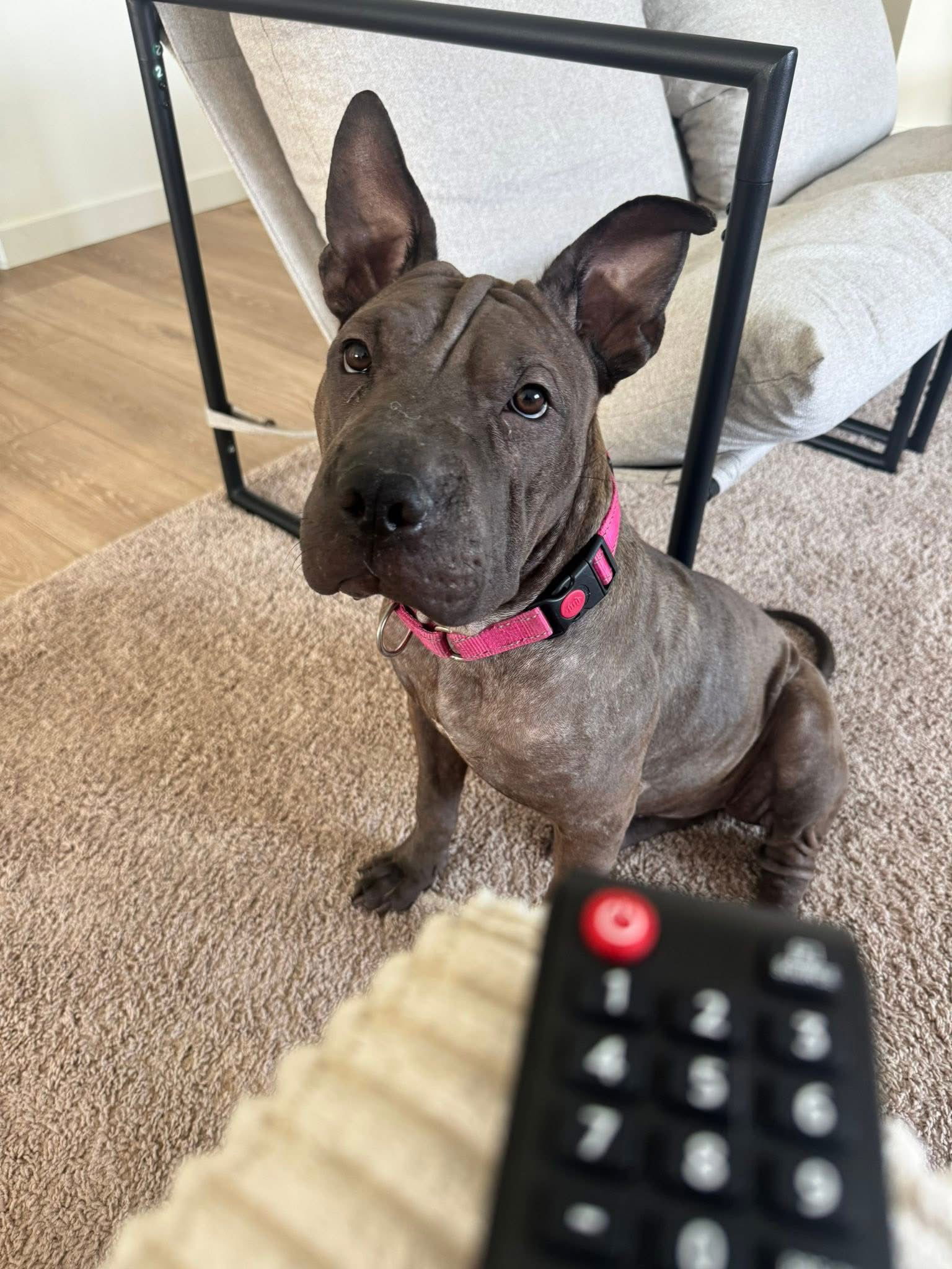 adoptable Dog in Polson, MT named Sharkleberry