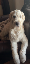 adoptable Dog in  named Wrigley