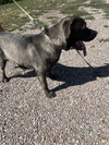 Maximus - Photo 2