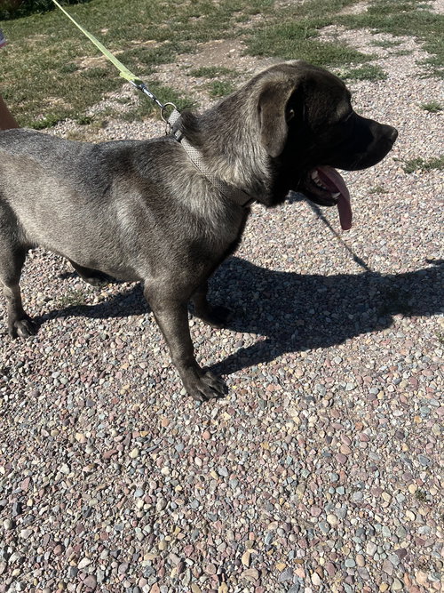 MAXIMUS - Mastiff available for adoption