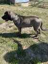 Maximus - Photo 3