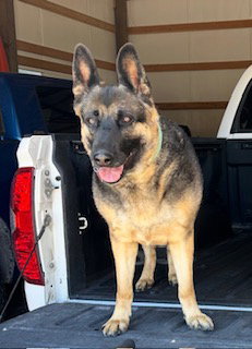 picture of the dog needing adoption