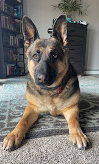GRACE - German Shepherd Dog available for adoption