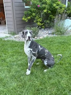picture of the dog needing adoption