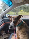 Ruby - Photo 2
