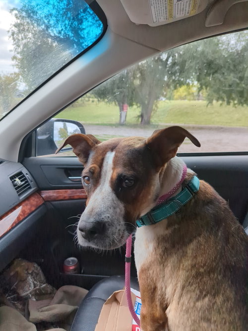 RUBY - Australian Cattle Dog/Blue Heeler / American Pit Bull Terrier available for adoption