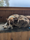 Ruby - Photo 3