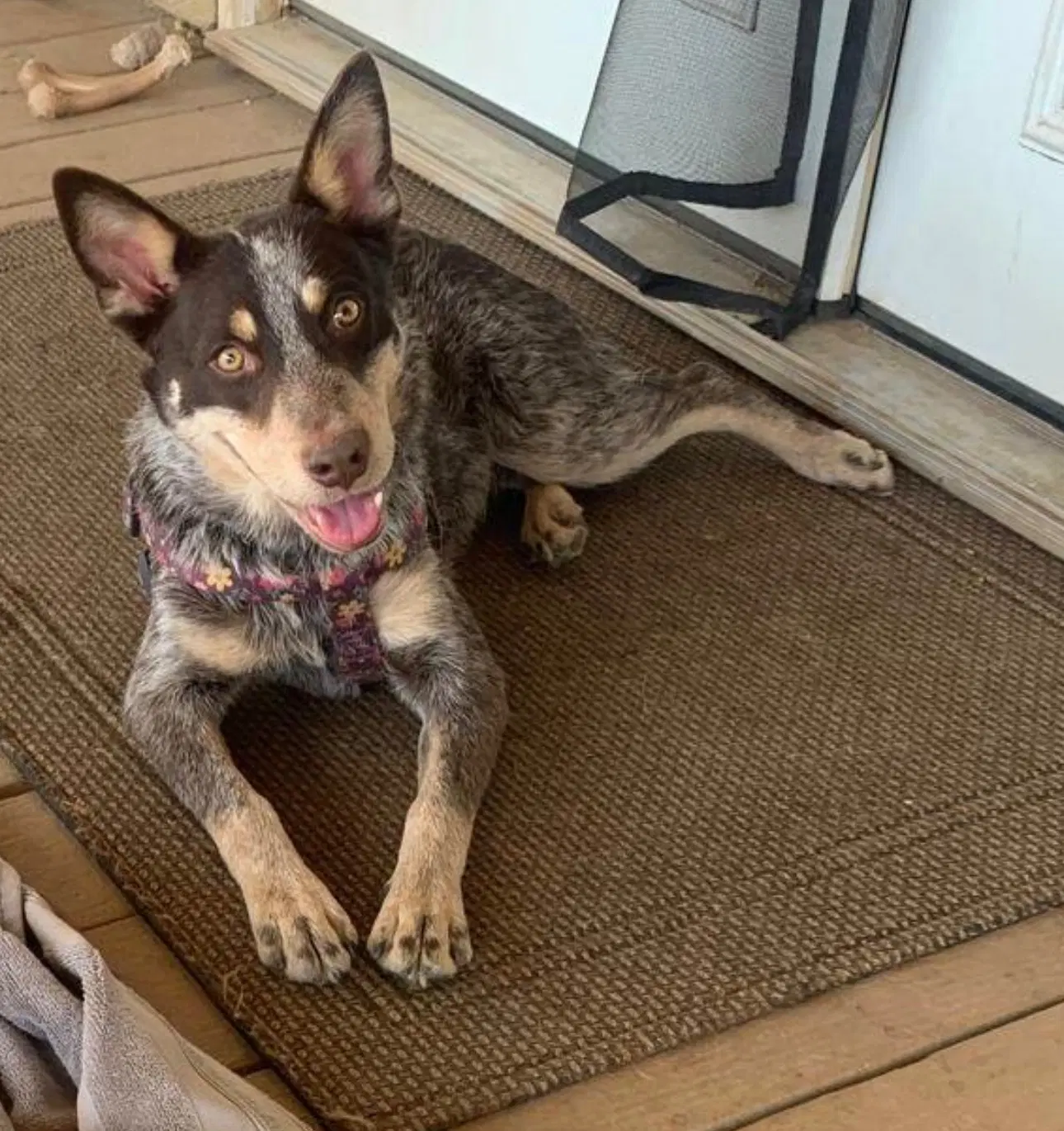 Cinch - Australian Shepherd