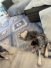 Cinch - Photo 2