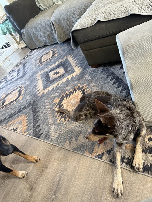 CINCH - Australian Shepherd / Cattle Dog available for adoption