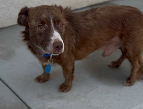 BASIL - Terrier available for adoption