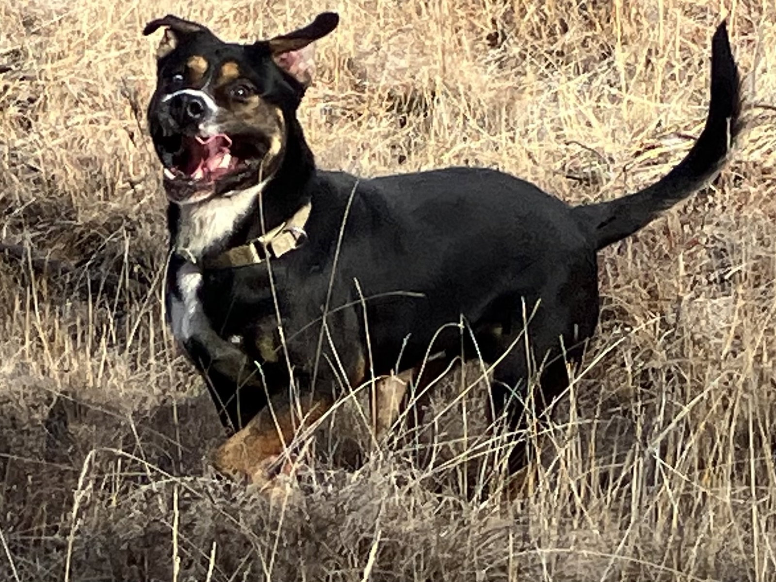 Loki Image