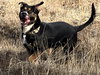 Loki - Photo 1