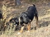 Loki - Photo 3